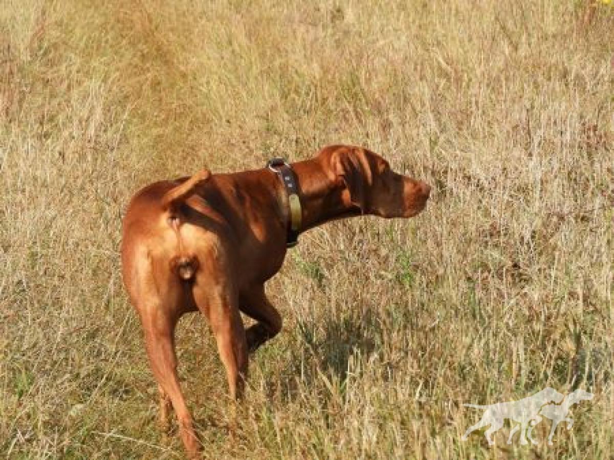 Ramblin's Cabela Xp Bushwacker