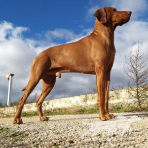 Argo (LI 17/47939)
