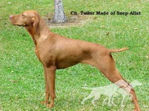 Tailor Made Of Szep-Allat