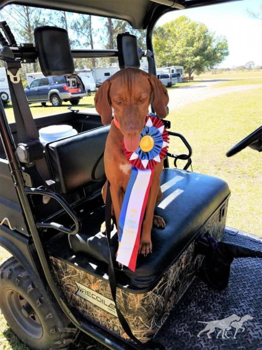 Ragnar (AKC)