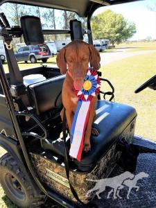 Ragnar (AKC)