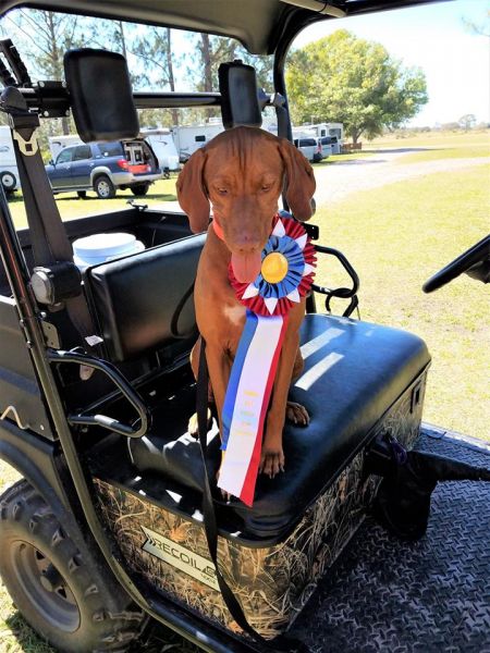 Ragnar (AKC)