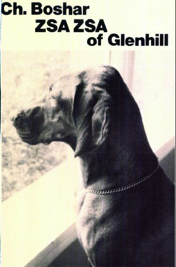 Boshar Zsa Zsa Of Glenhill