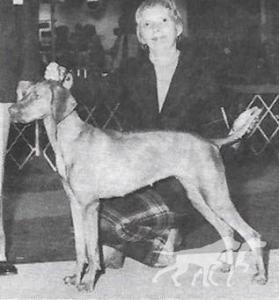 Boshar Zsa Zsa Of Glenhill