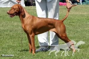 Hubertus Heavenly Made (AI)