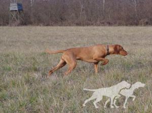 Bédai Alfa