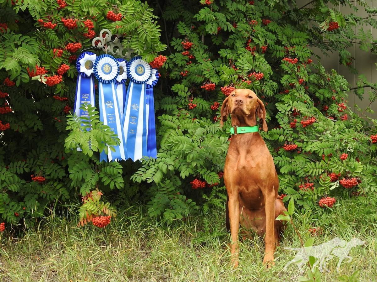 Vizslavilla Prize Pure Goddess