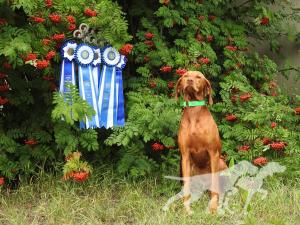 Vizslavilla Prize Pure Goddess