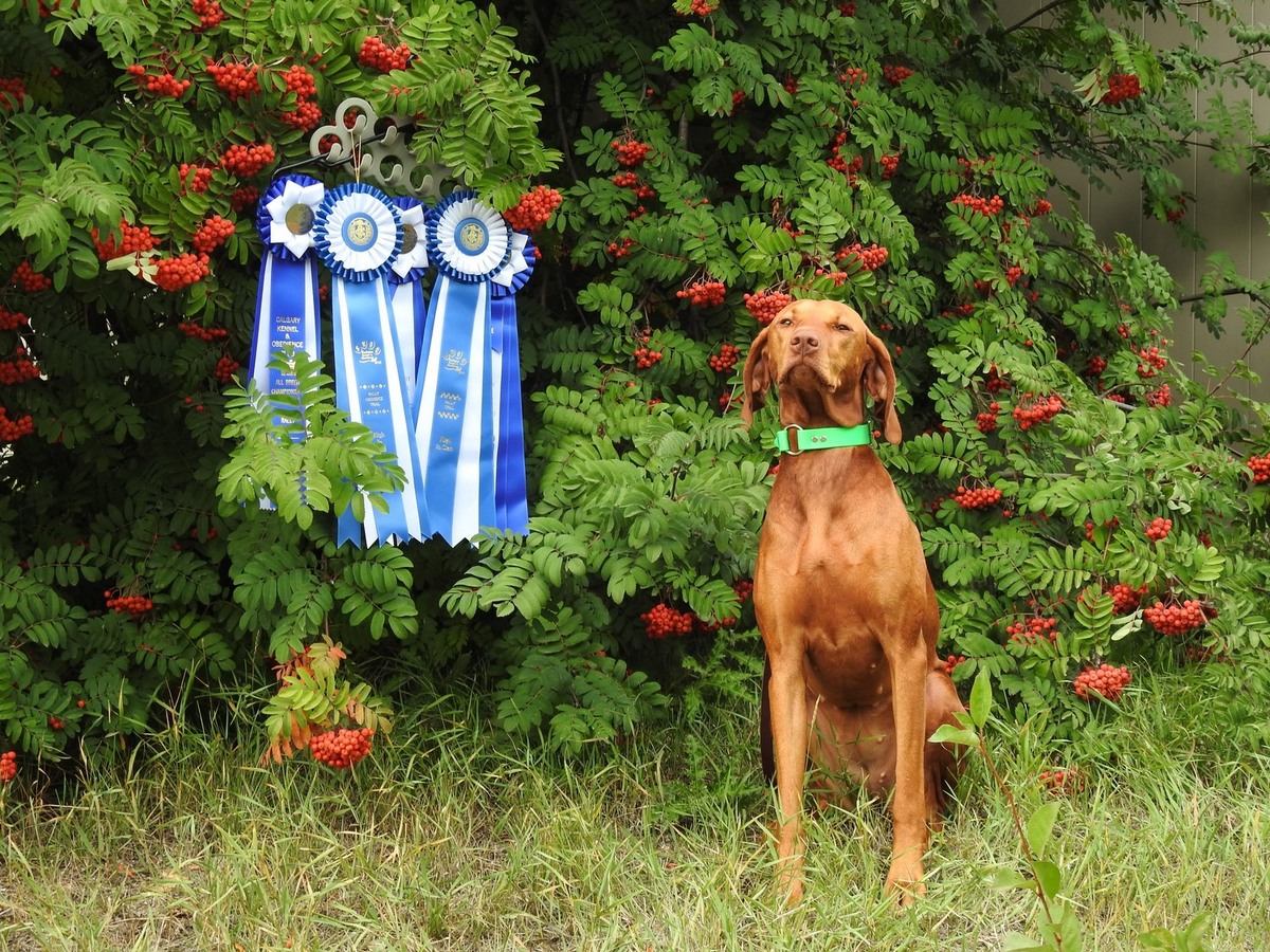 Vizslavilla Prize Pure Goddess