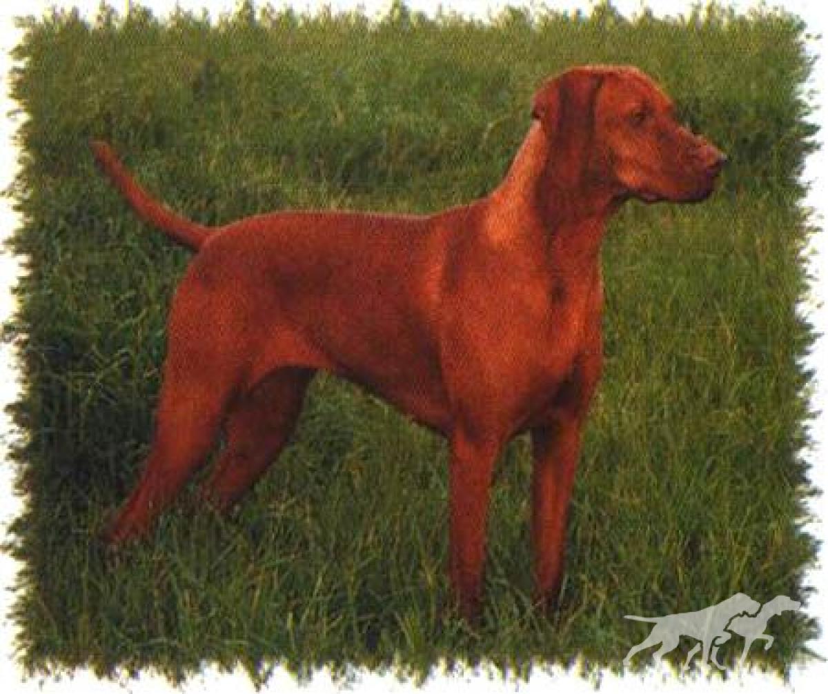 Huntsbury Diamond Mya