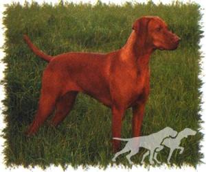 Huntsbury Diamond Mya