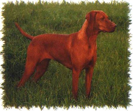 Huntsbury Diamond Mya