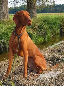 Cooper von der Hahnenweide