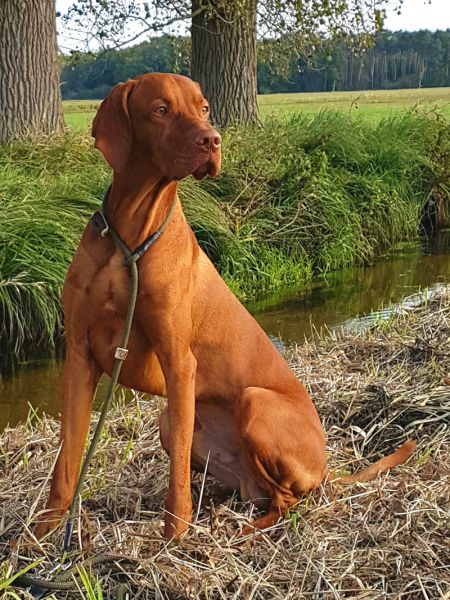 Cooper von der Hahnenweide