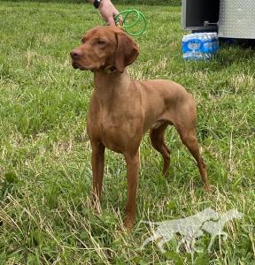 Red Oak's Firefly
