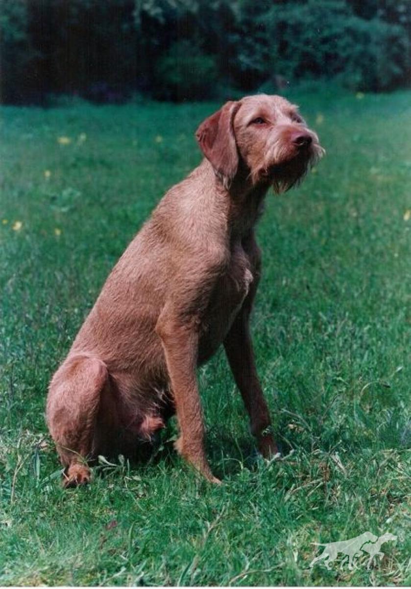 Greenwire Baxter Of Herlinga