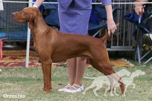 Pitswarren Picasso