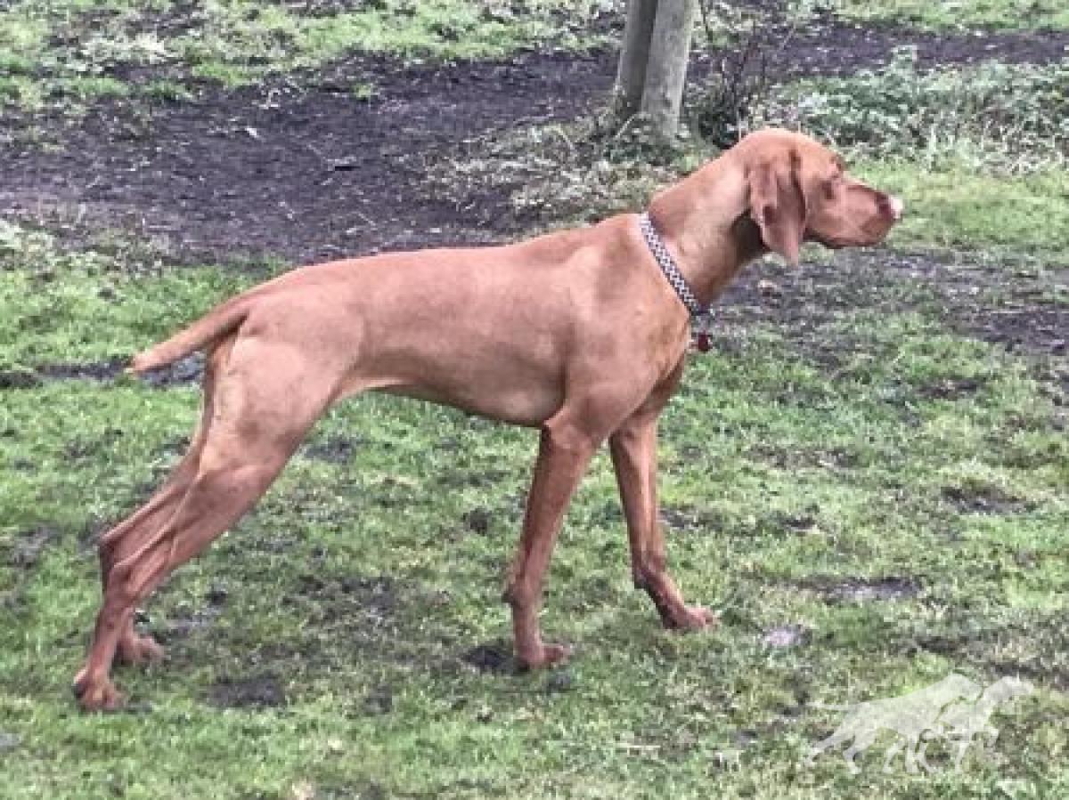 Barleycape Wilma