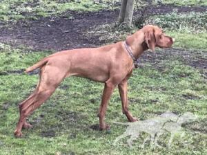 Barleycape Wilma