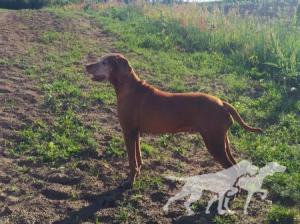Anouk (DKK 12796/2014)