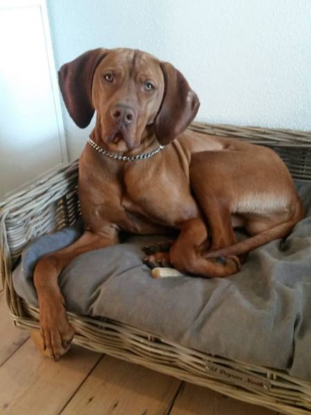 Andros (NHSB 3073126)