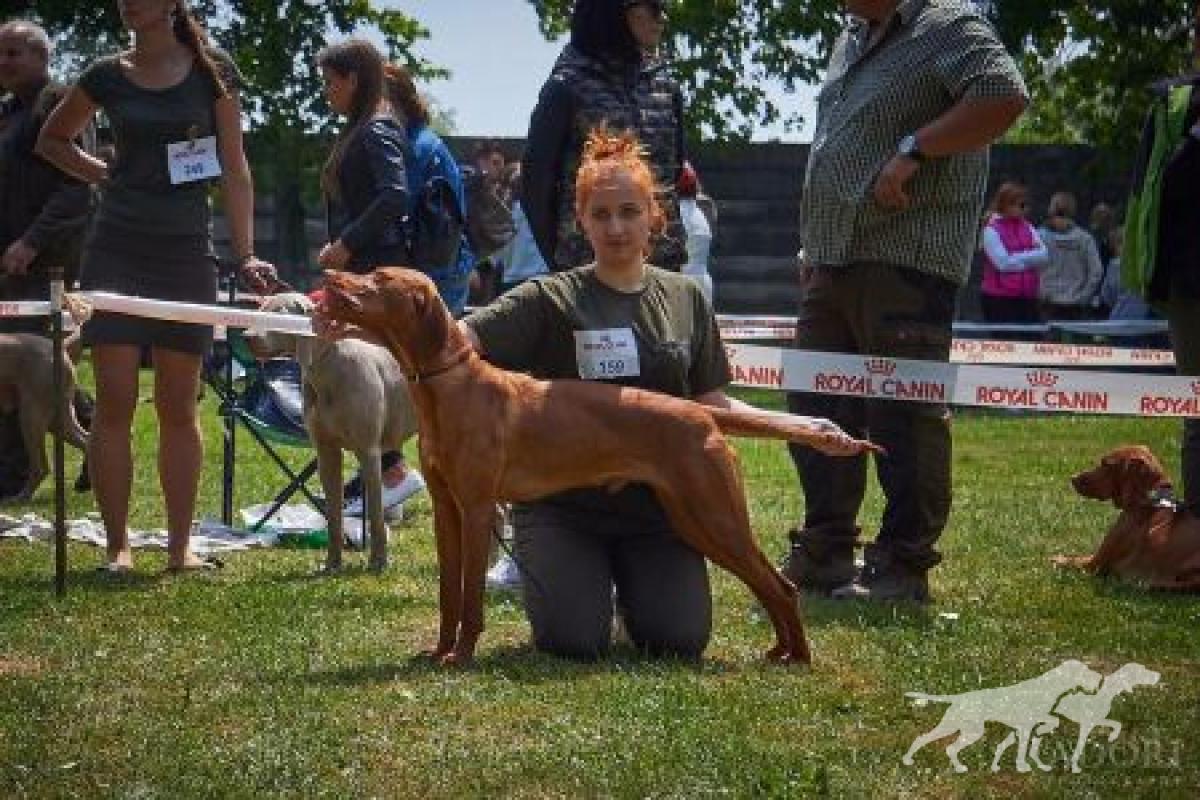 Barney Stinson Viva la Vizsla