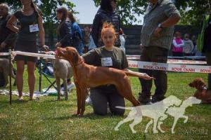 Barney Stinson Viva la Vizsla