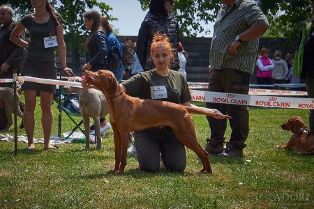 Barney Stinson Viva la Vizsla