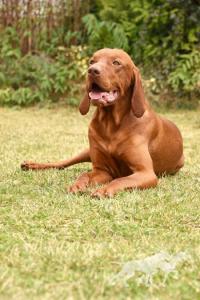Angel Anis Andybog