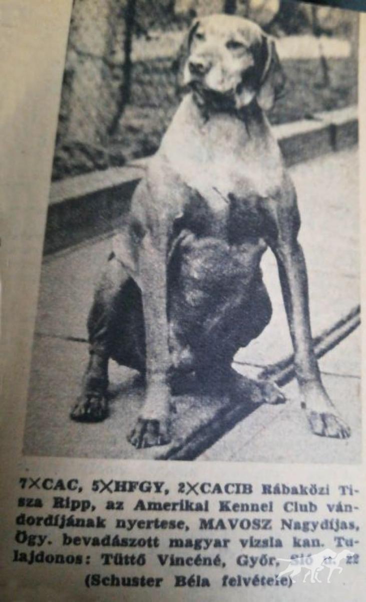 Rábaközi Tisza Ripp