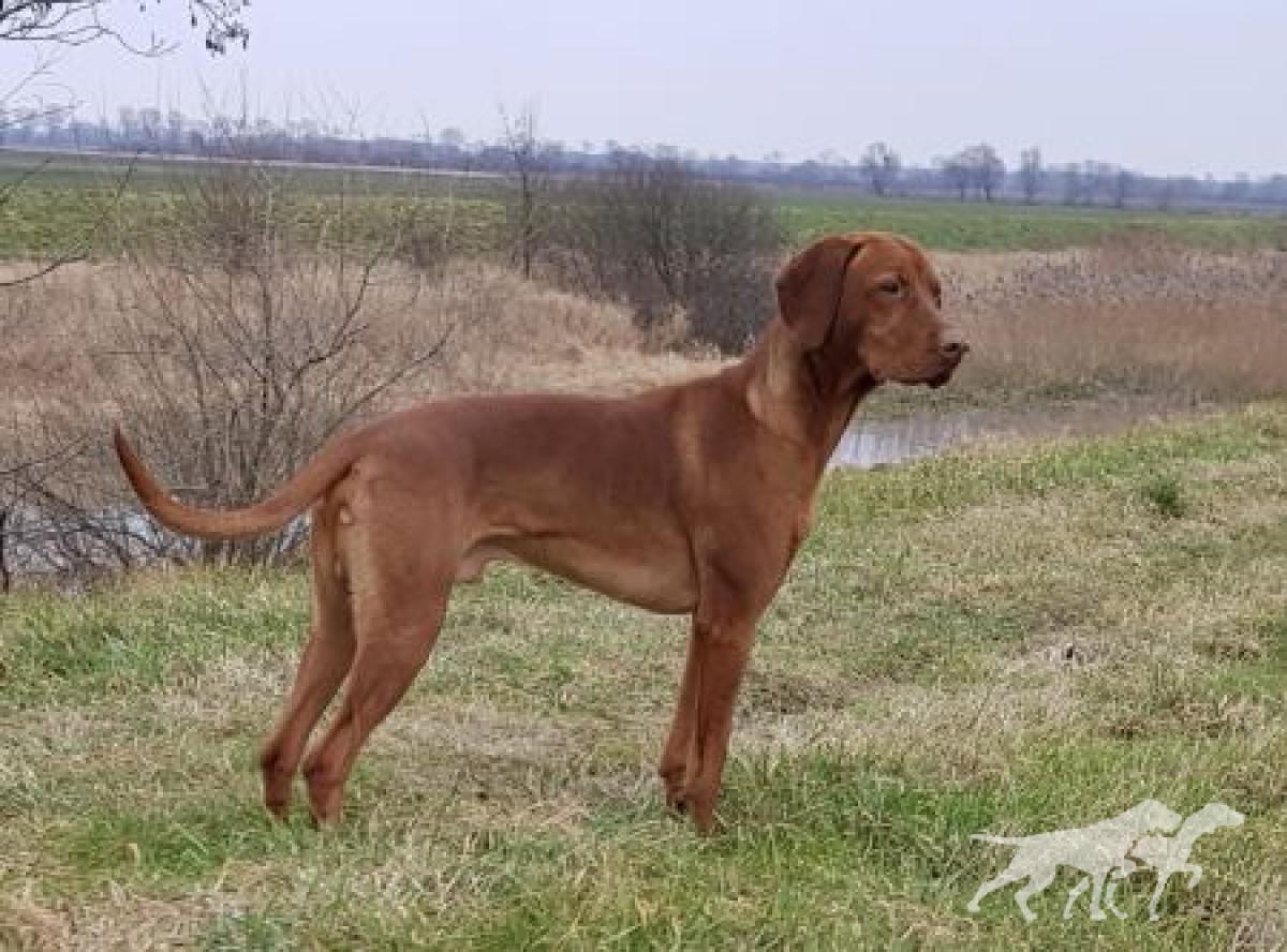 Ares Goniec Malopolski