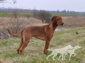 Ares Goniec Malopolski