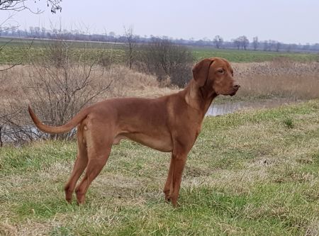 Ares Goniec Malopolski