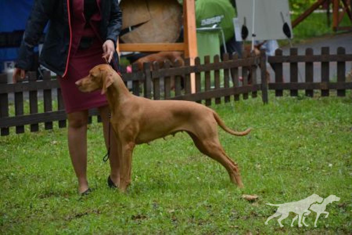 Furia Vizsla Pasion