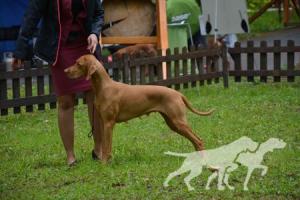 Furia Vizsla Pasion