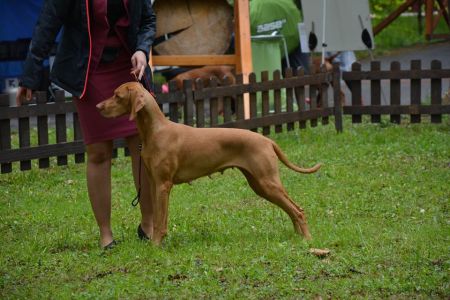 Furia Vizsla Pasion