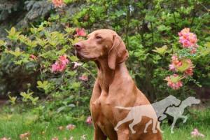 Furia Vizsla Pasion