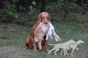 Furia Vizsla Pasion
