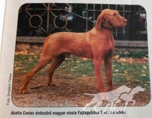 Abafia Cseles