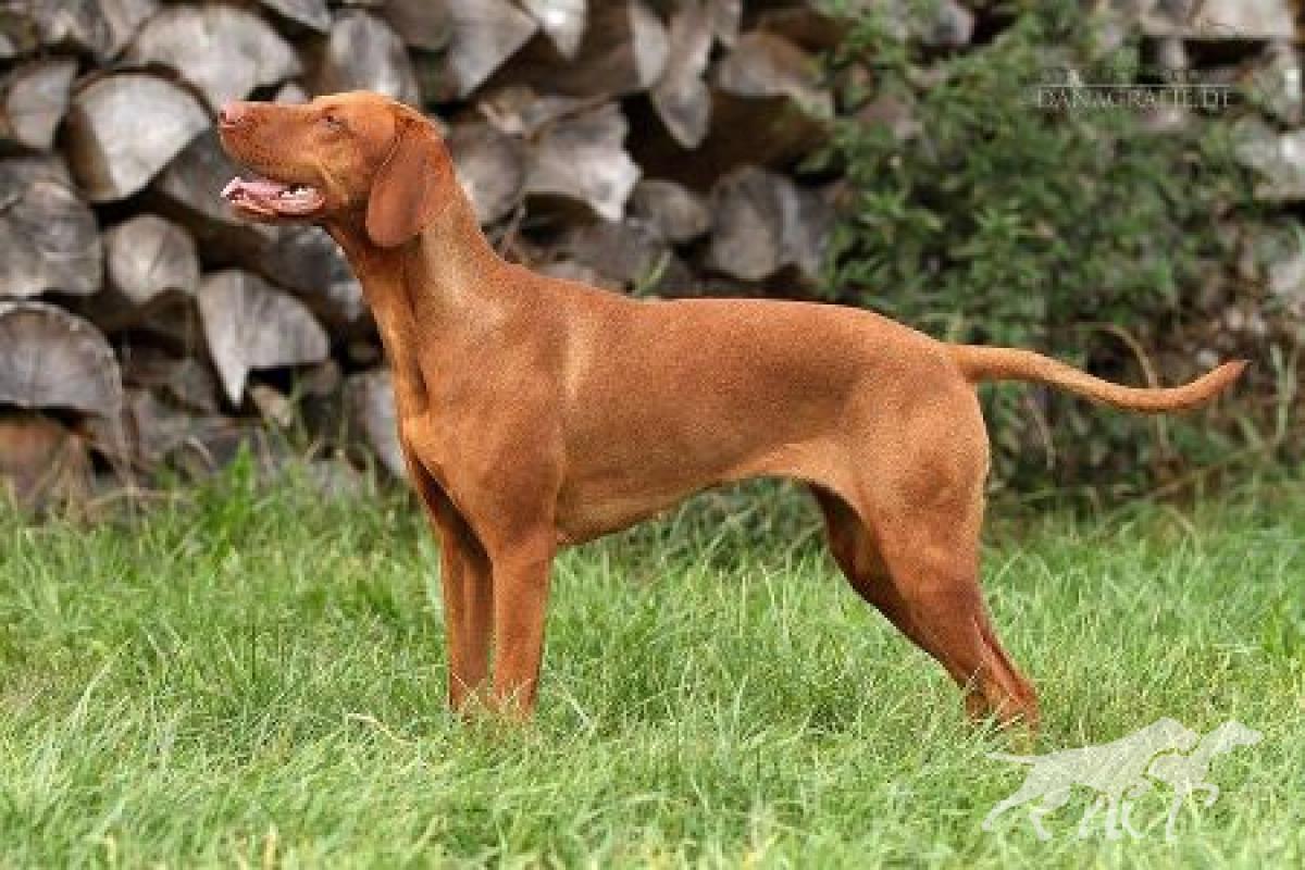 Nala von Schloss Ulmenhain