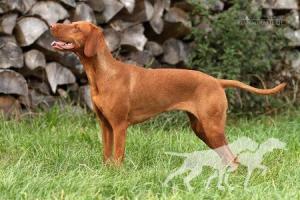Nala von Schloss Ulmenhain
