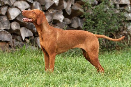 Nala von Schloss Ulmenhain