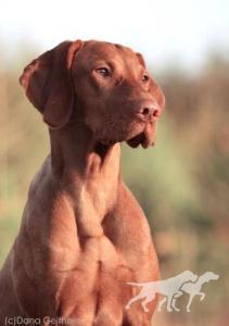 Nala von Schloss Ulmenhain