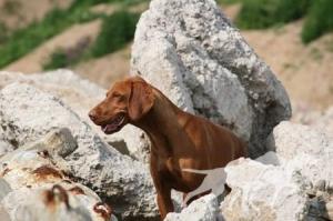 Nala von Schloss Ulmenhain