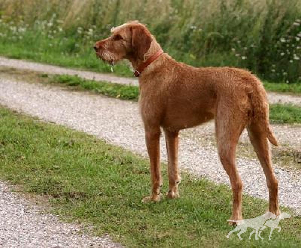 Dina (DKK 18758/2005)