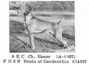 Hunor / Heniu of Gardenville