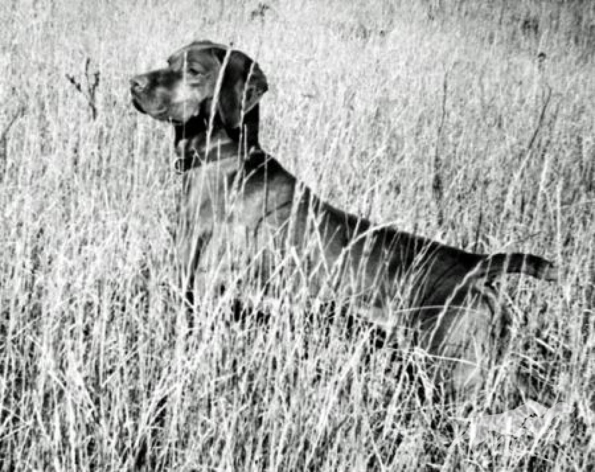 Hunor / Heniu of Gardenville