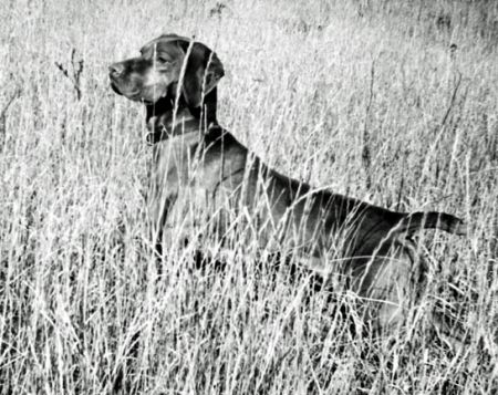 Hunor / Heniu of Gardenville