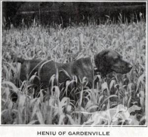 Hunor / Heniu of Gardenville