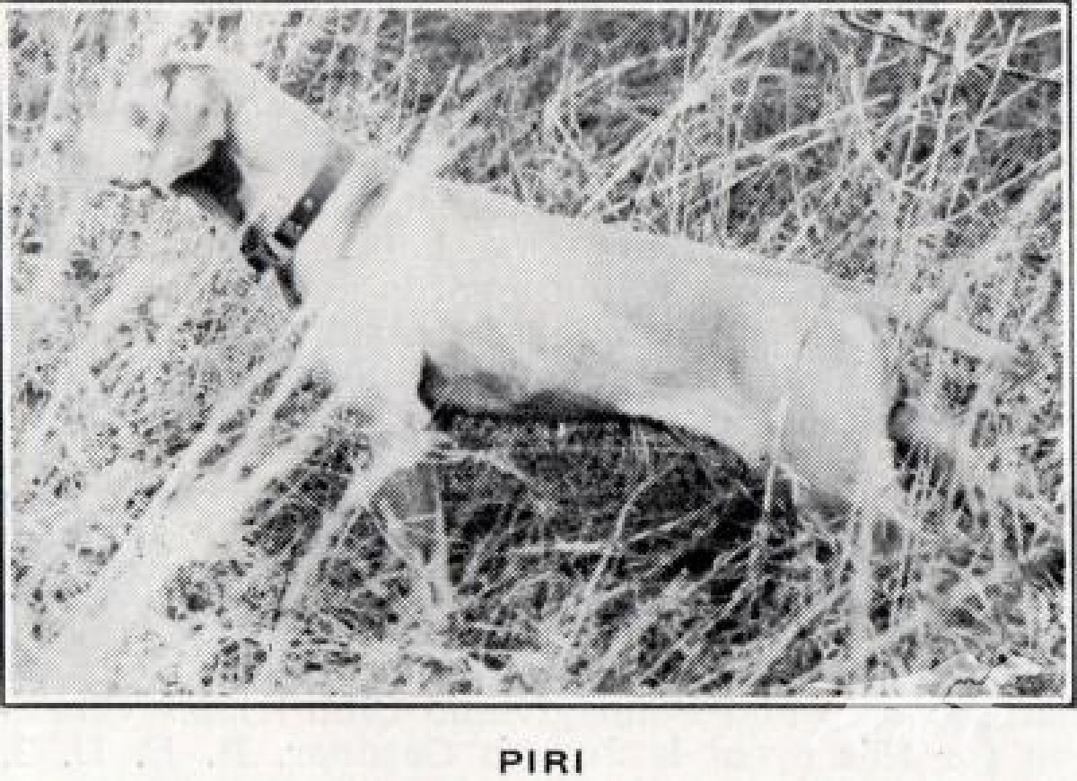 Piri
